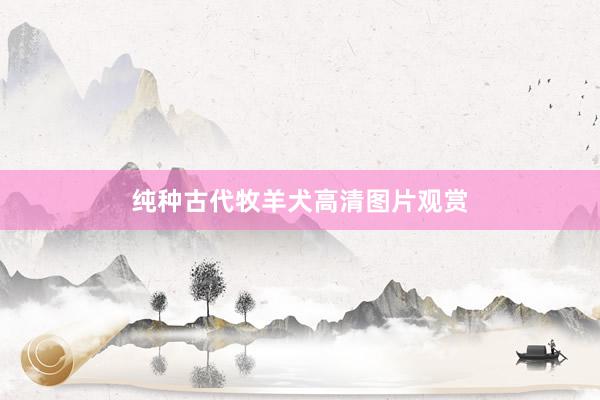 纯种古代牧羊犬高清图片观赏